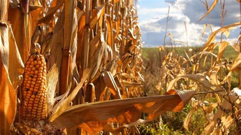 Corn Harvest Wallpaper