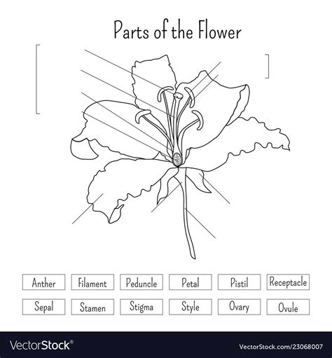 Parts of the flower worksheet in black and white. Lily flower anatomy ...