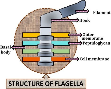 Diagram Of Flagella Definition Types Structure And Function - Riset