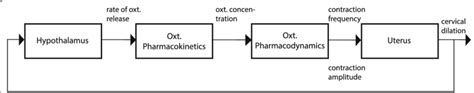 Conceptual model for educational simulation of cervical dilation during... | Download Scientific ...