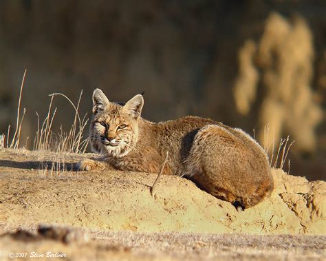 Bobcat Hunt : Dan Moody Texas Hunting Guide Services