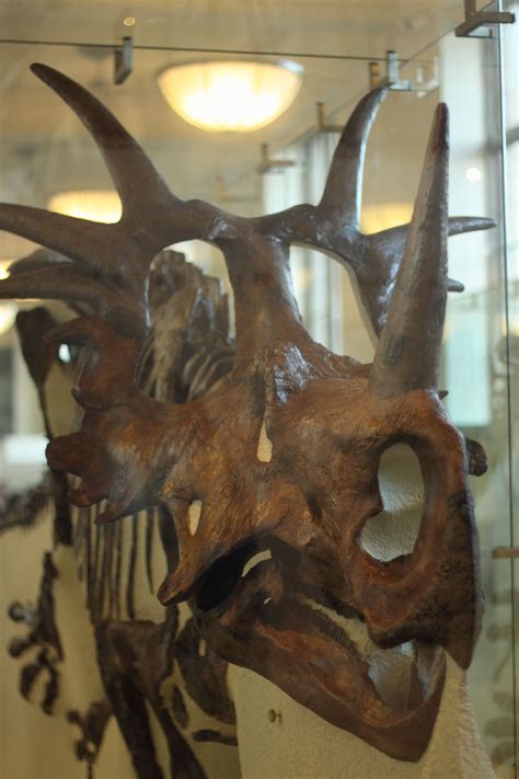 Styracosaurus Skull 2 | Styracosaurus, Prehistoric animals, Fossils