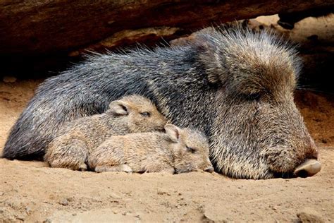 Peaceful Peccaries | Animals friends, Animals, Animals wild