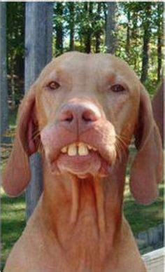 18 ANIMALS WITH TEETH ideas | animals, funny animals, cute animals