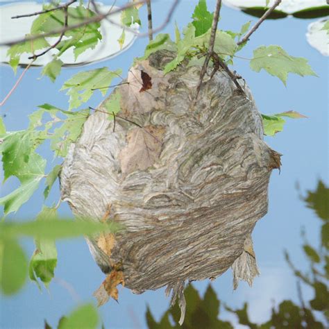 THE HORNET'S NEST | Hornets nest, Plants, Hornet