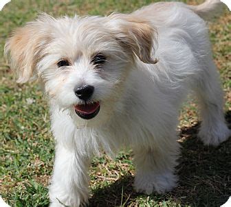 Jackson | Adopted Puppy | San Pedro, CA | Havanese/Maltese Mix