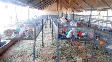 Rabbit Farming In India | vlr.eng.br