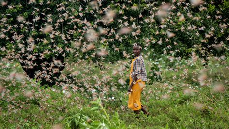 Locusts swarm Kenya, across East Africa; climate change may be cause