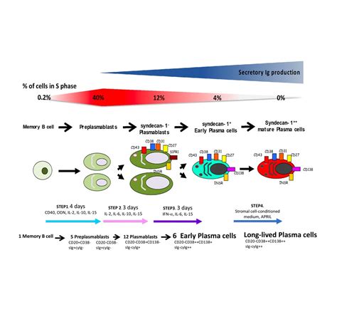 In Vitro Model of Human Plasma Cell Differentiation - Diag2Tec