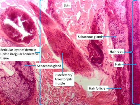 Piloerector Muscle Histology