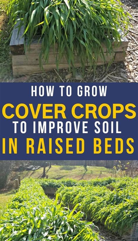 How To Grow Cover Crops To Improve Soil In Raised Beds