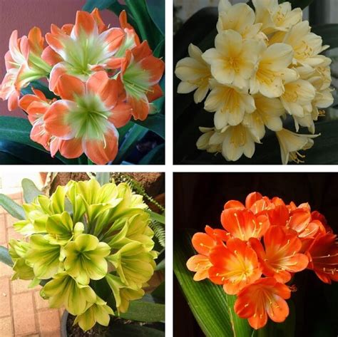 Rare Clivia Seeds, 5pcs/pack