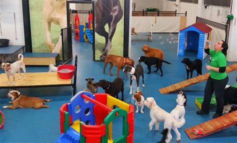 How to Choose the Right Dog Daycare - thedatashift