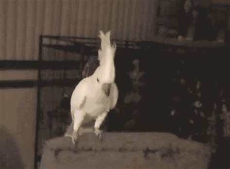 WATCH: Dance, Snowball! What this cockatoo is teaching us | story ...