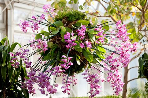 The New York Botanical Garden’s 13th Annual Orchid Show - The New York ...