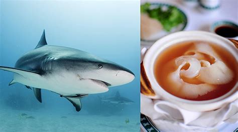 “We Need Sharks In Our Oceans, Not Fins In Our Bowls,” More Than 200 ...