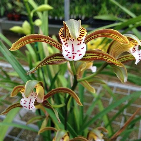 24 Best Cymbidium Orchid Varieties | How to Grow It