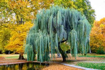 Keys to the Willow Tree: Cultivation, Uses & Varieties | LoveToKnow