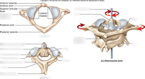 Parts of vertebrae (axis and atlas) Diagram | Quizlet