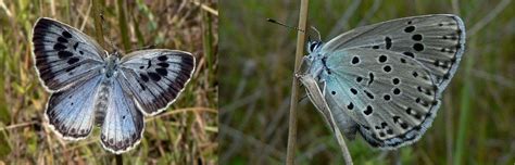 Large Blue Butterflies Were Extinct in England, But Now Those Beauties ...