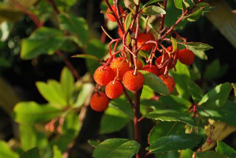 Arbutus Unedo | Emerald Plants