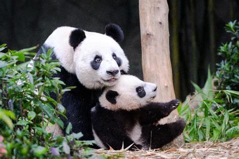 Panda cub Le Le joins mom in Giant Panda Forest exhibit