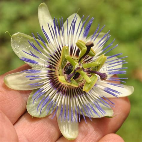 Passion Flower Seeds - Etsy