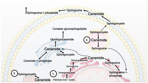 Sphingomyelin Synthesis