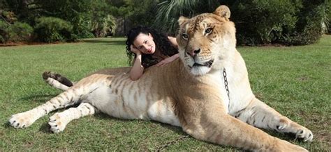 Liger, Breed of Male Lion And Female Tigress,Hybrid Animal