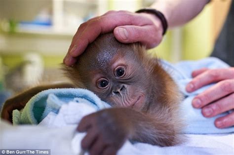 Monkey World's baby orangutan Rieke hoping to find family in UK | Daily ...