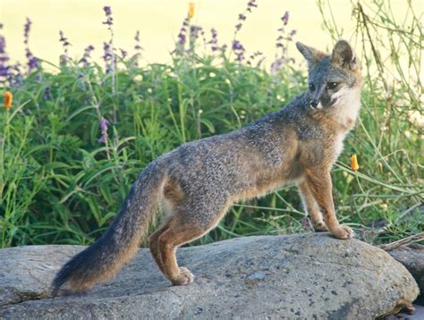 Gray foxes are year round residents of the Mendonoma coast. – Mendonoma ...