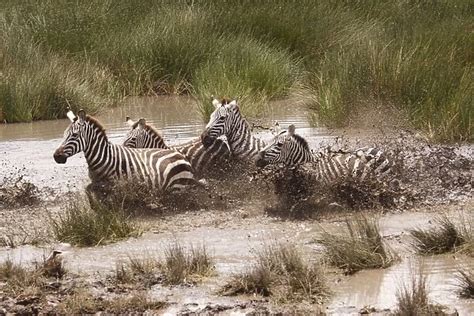 Grants Zebra herd crossing a river Serengeti NP Tanzania