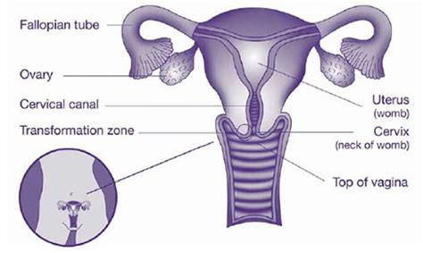 Cervical Screening Test Brighton East | Pap Test | HPV Infection Melbourne