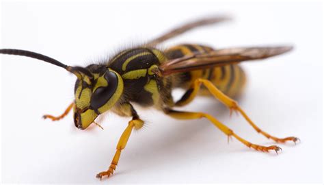 yellowjacket - Vespula squamosa - Entomology Today