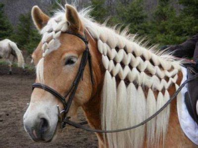 Beautiful Horse Hairstyles - Cowboy Magic - Cowboy Magic