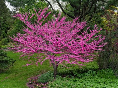 Growing Tips And Care Of Redbud Trees