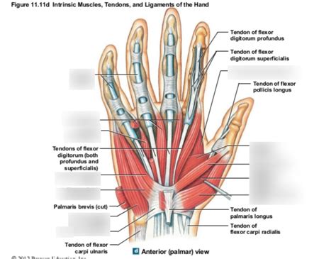 The Hand: Intrinsic muscles, tendons and ligaments Diagram | Quizlet