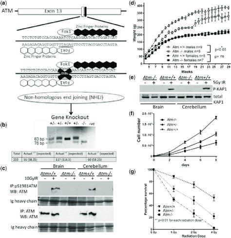 Atm -/-rats lack ATM expression and have defective responses to DNA ...