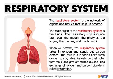 What is the Respiratory System | Definition