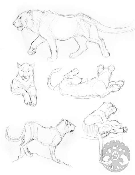 Wolf Anatomy Drawing at GetDrawings | Free download