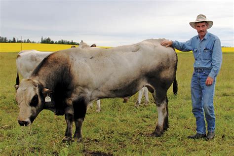 Is Piedmontese ‘the beef of the future?’ - Alberta Farmer Express