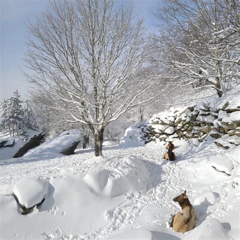 Grandfather Mountain sees frigid, snowy January - Grandfather Mountain