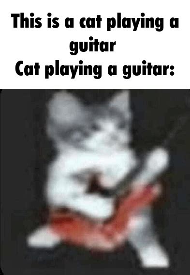 Cat playing a Guitar : r/antimeme