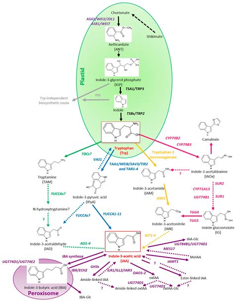 IJMS | Free Full-Text | Control of Endogenous Auxin Levels in Plant Root Development