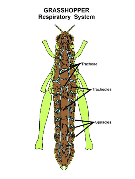 Grasshopper Respiratory System (respir) | Department of Entomology