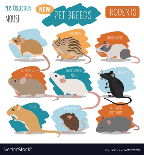 Mice Breeds Icon Set Flat Style Isolated On Mouse Rodents Create Own ...