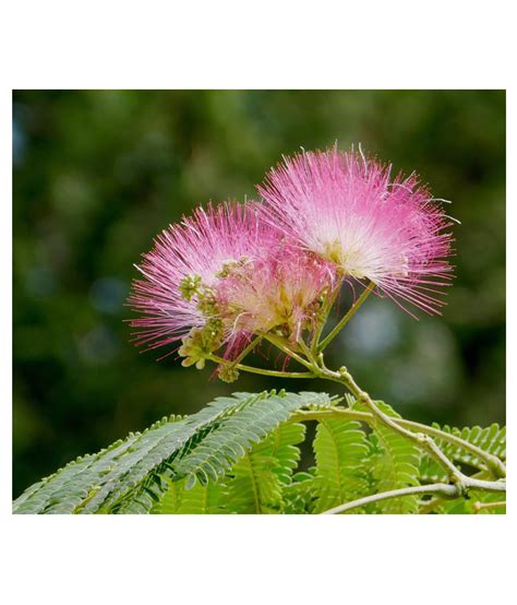 Rain Tree Seeds - Albizia Saman (Pack of 300 Grms) Tree Seeds for Farm,Shadow Tree: Buy Rain ...