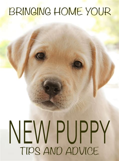 Bringing Home A New Puppy - First Night Survival Tips Included