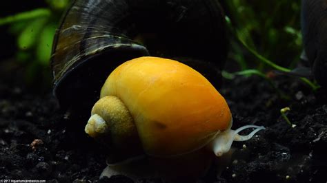 Freshwater Snails: Types Of Aquarium Snails Available In Stores