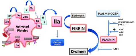 D-dimer test, normal D-dimer level and elevated D-dimer level causes